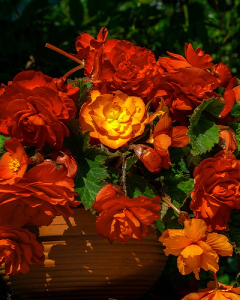 Begonia Pendula Orange